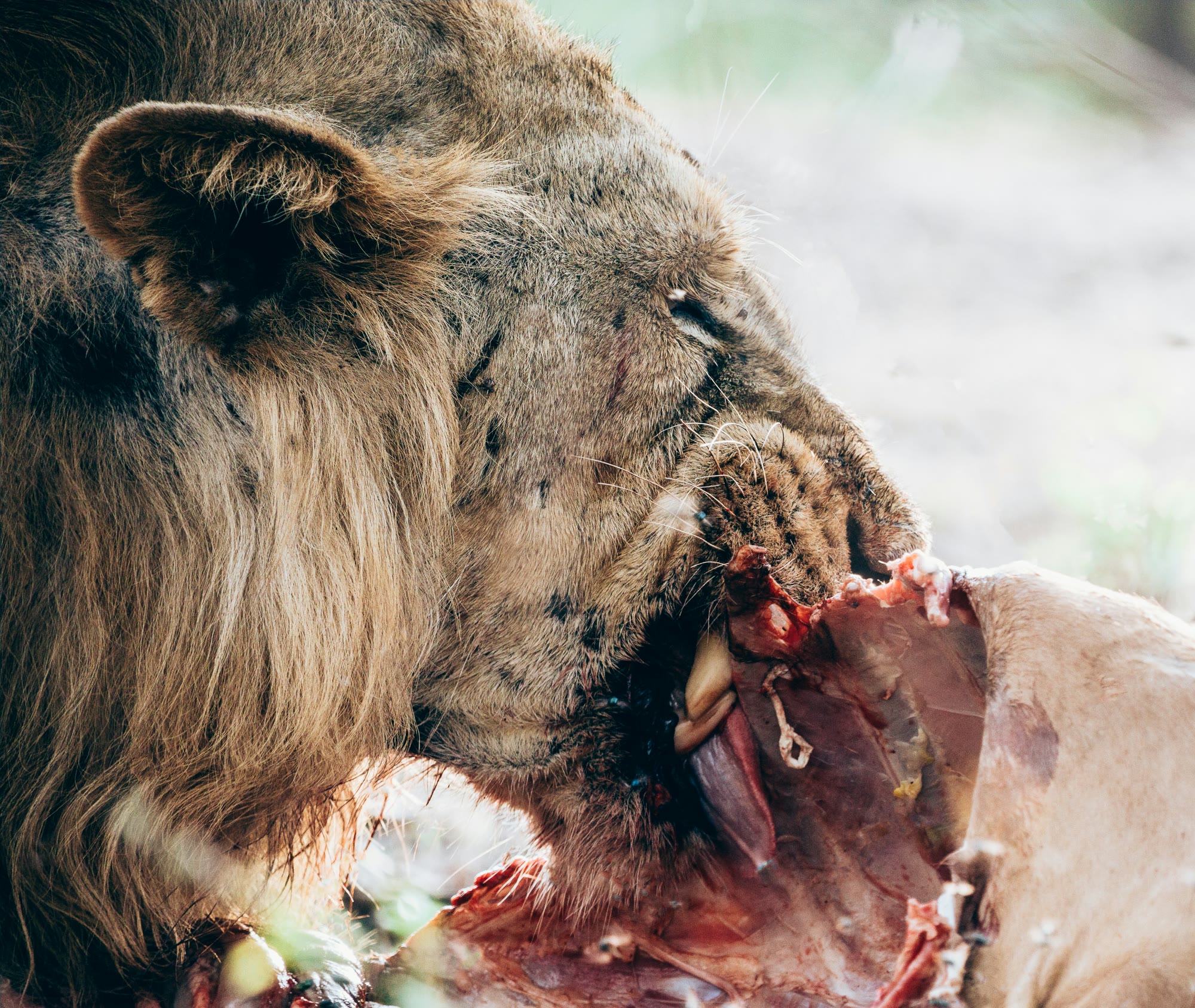 Male Asiatic lion feeding on a kill in Gir National Park