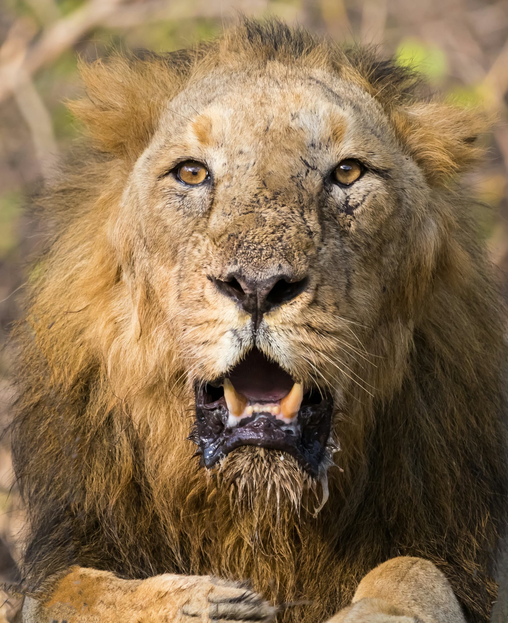 Close-up of a male Asiatic lion with a shaggy mane, his mouth dark from feeding, in Gir National Park