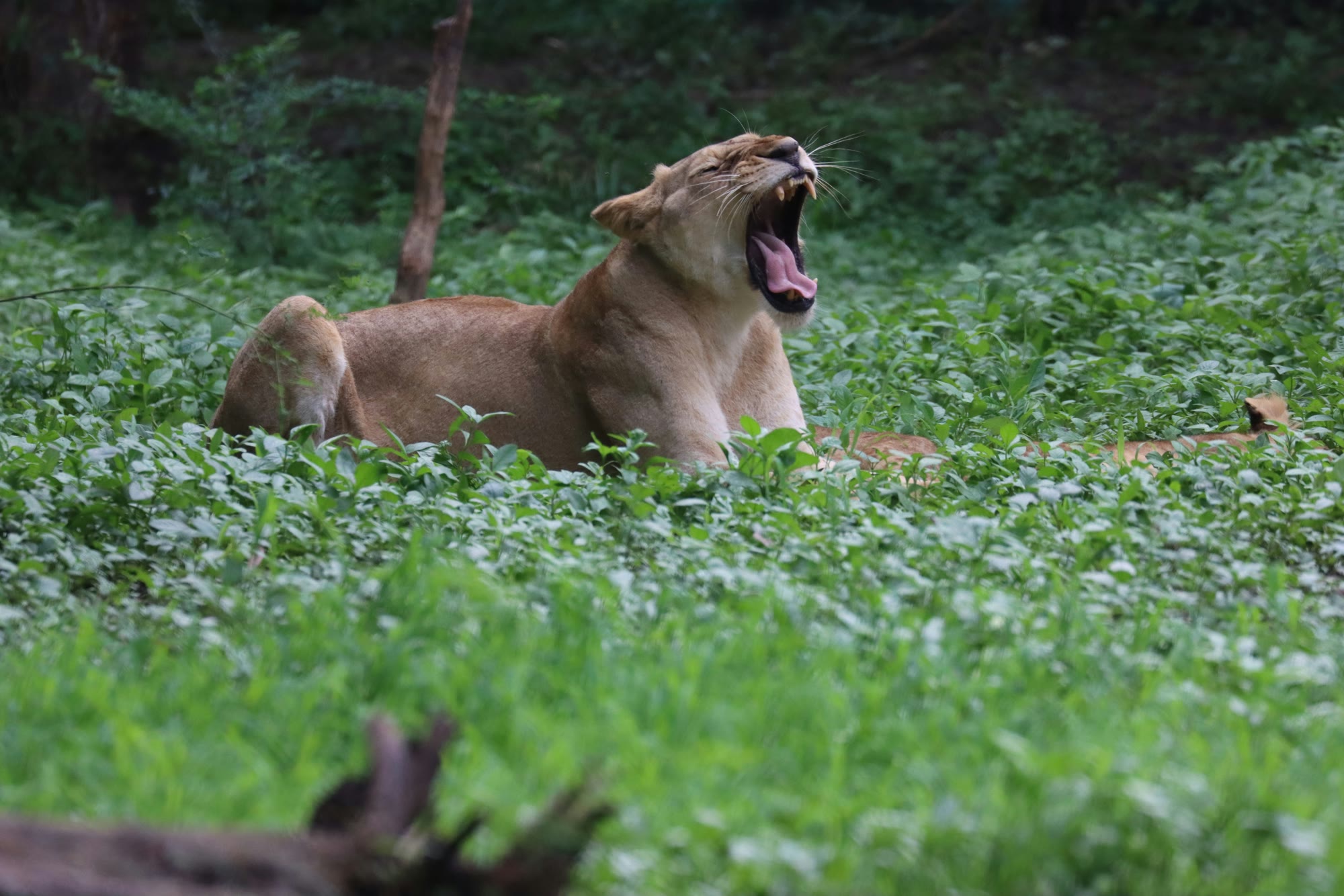 Asiatic lioness yawning in green undergrowth in Gir National Park