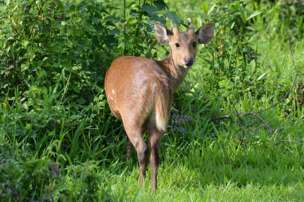 Barking deer in green undergrowth in Satpura National Park
