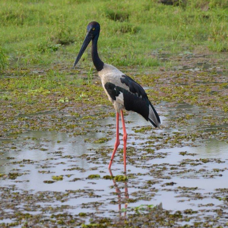 Black-necked stork wading in a wetland in Keoladeo National Park