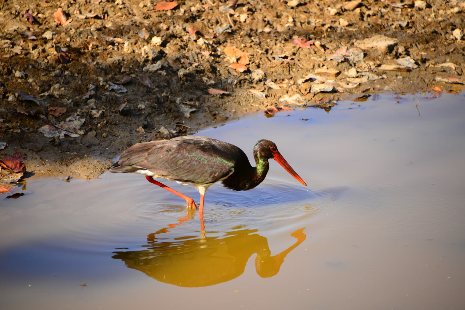 Black stork wading in shallow water in Keoladeo National Park