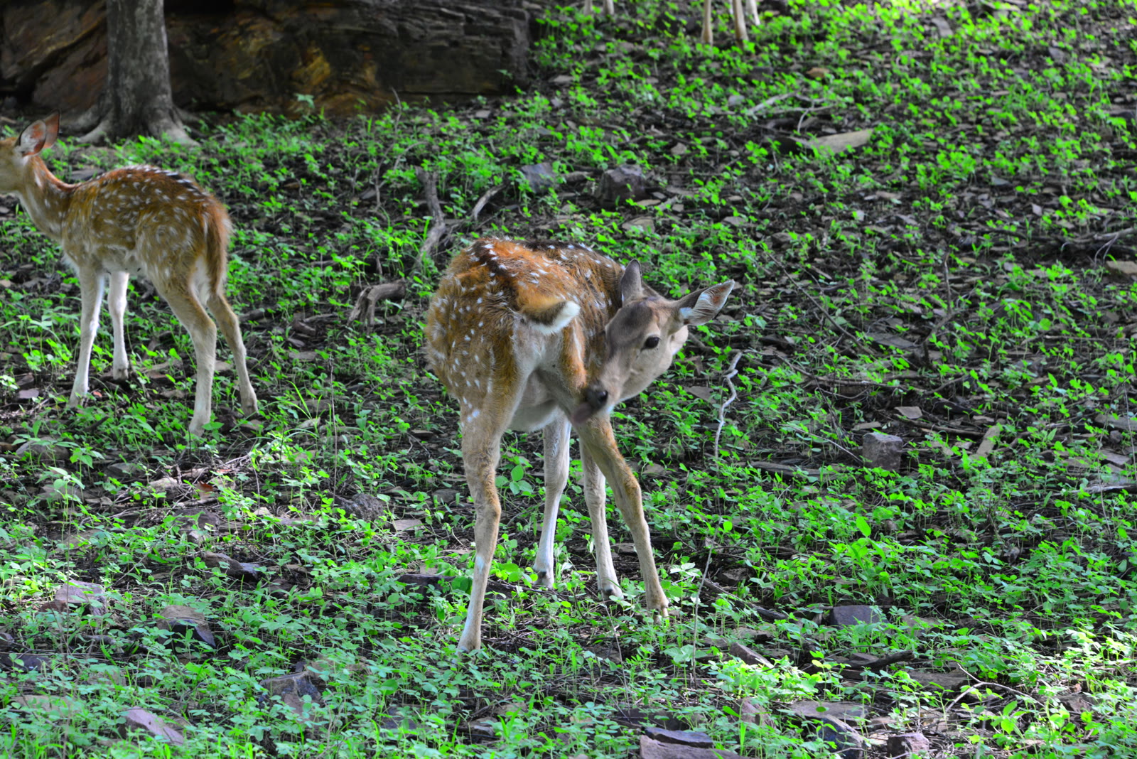 Chital hinds and a fawn in the forest of Gir National Park