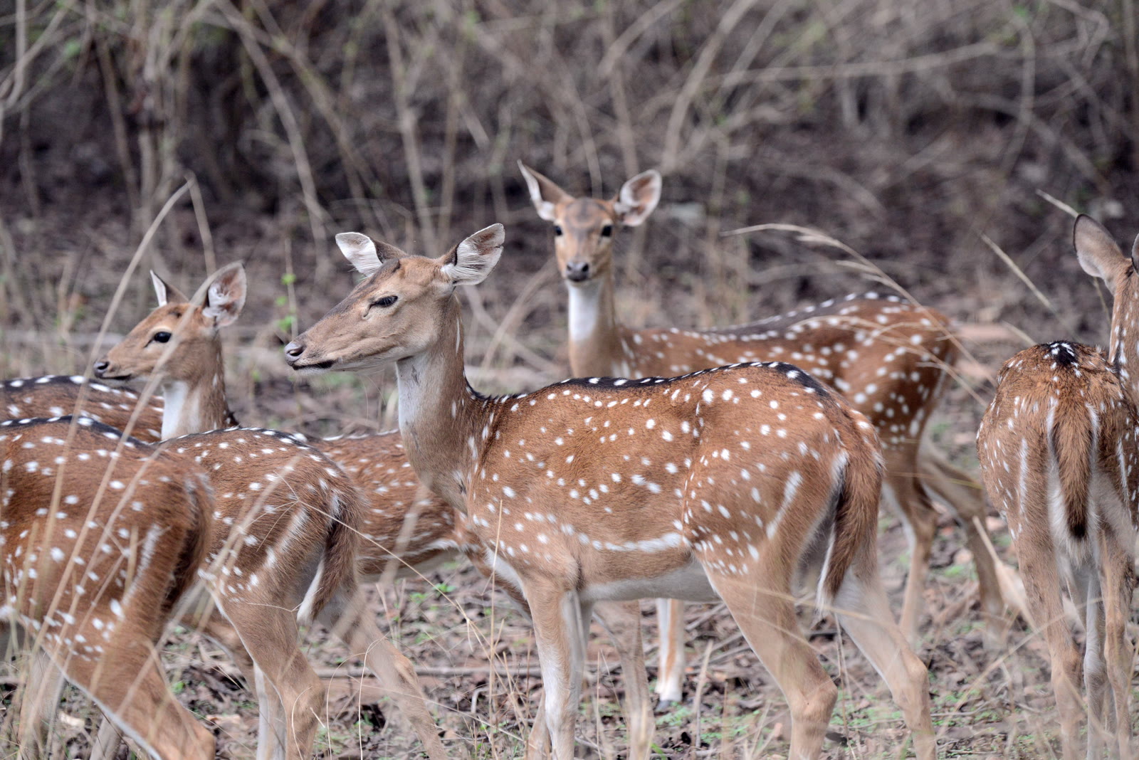 Herd of chital in Sariska Tiger Reserve