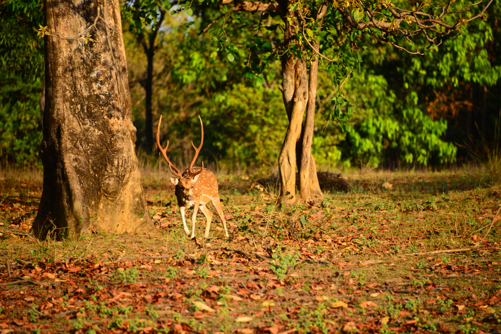 Chital stag in the sal forest of Kanha National Park