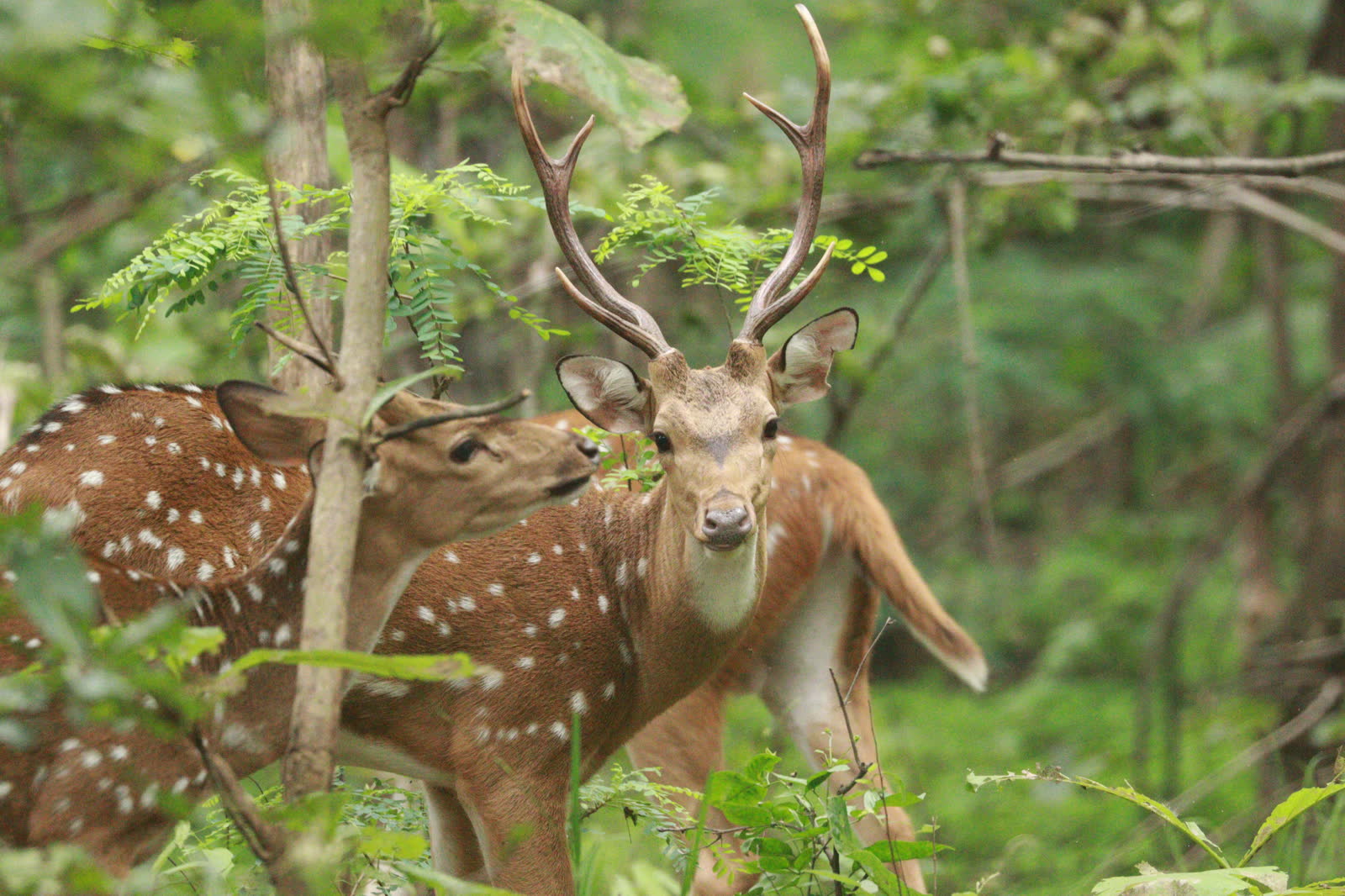 Chital stag with full antlers looking out from green forest