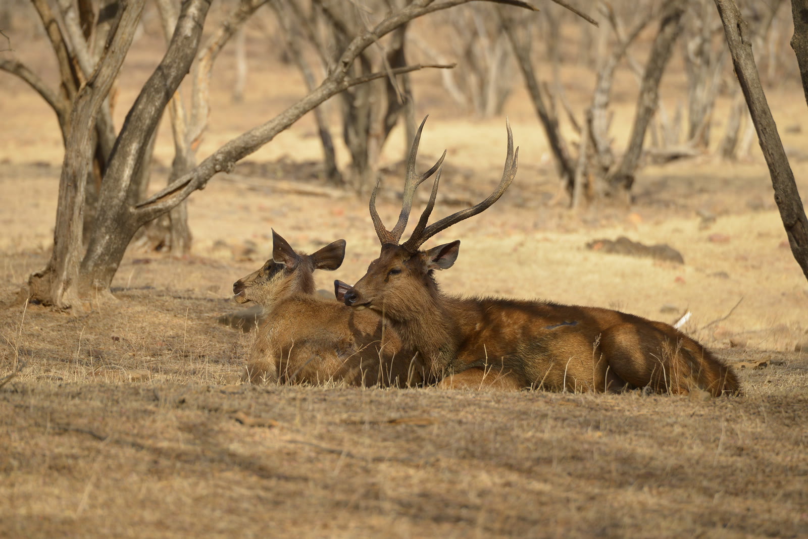 Chital stags resting in dry forest in Ranthambore National Park