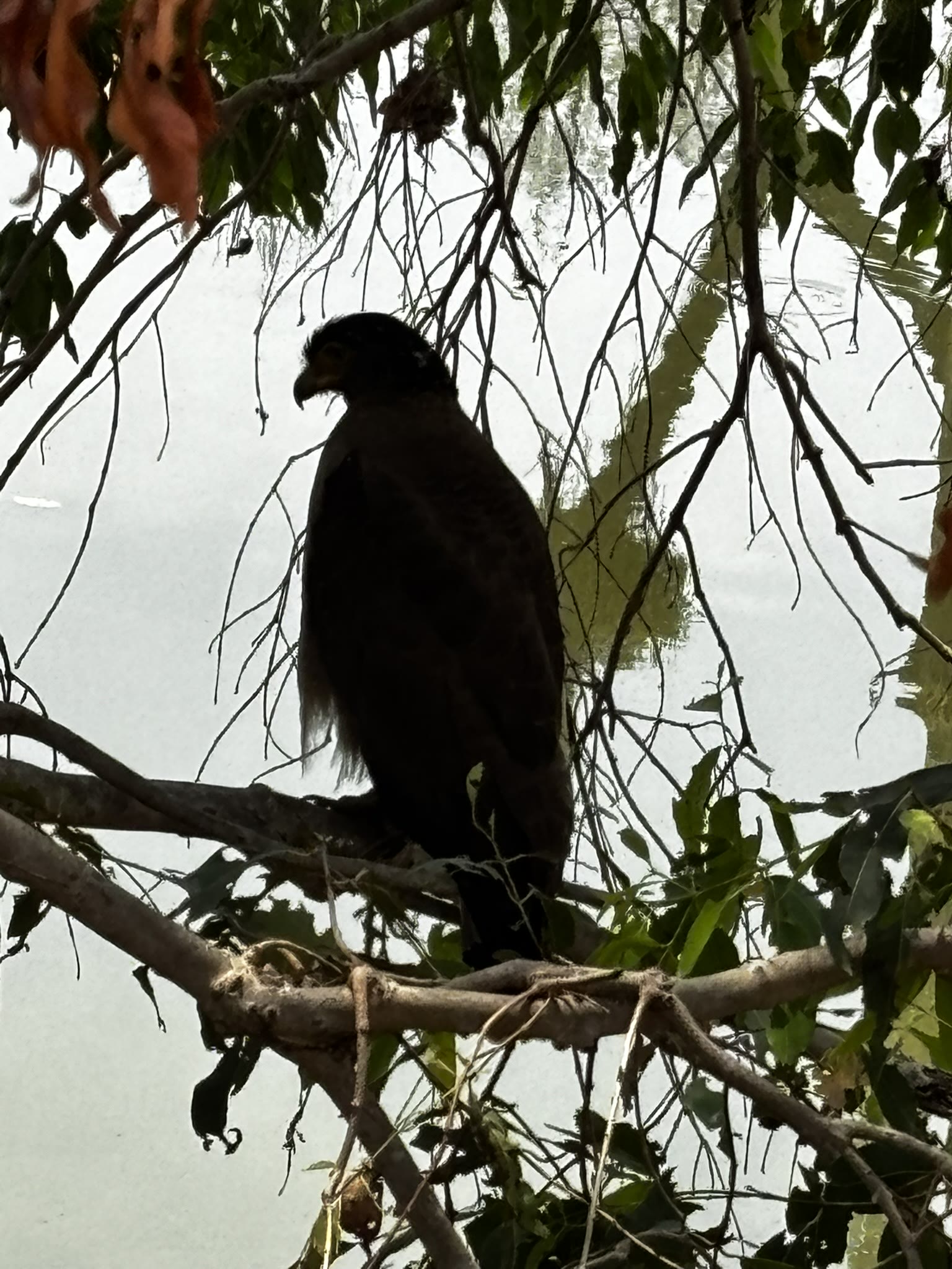 Crested serpent eagle perched above the water in Periyar National Park