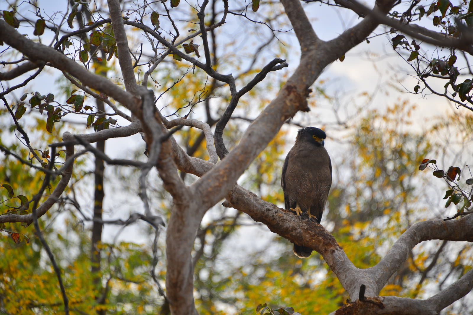 Crested serpent eagle perched in a tree in Wayanad