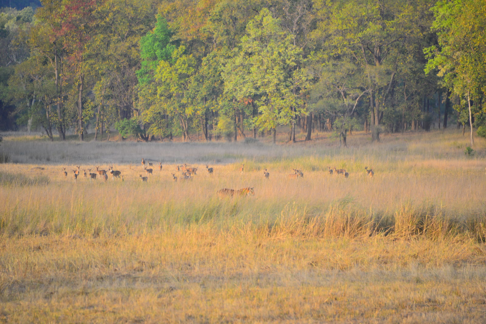 Deer grazing across a wide grassland in Dudhwa National Park