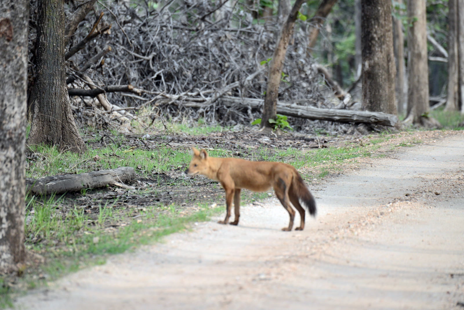 Dhole, the Indian wild dog, on a forest road in Nagarhole National Park
