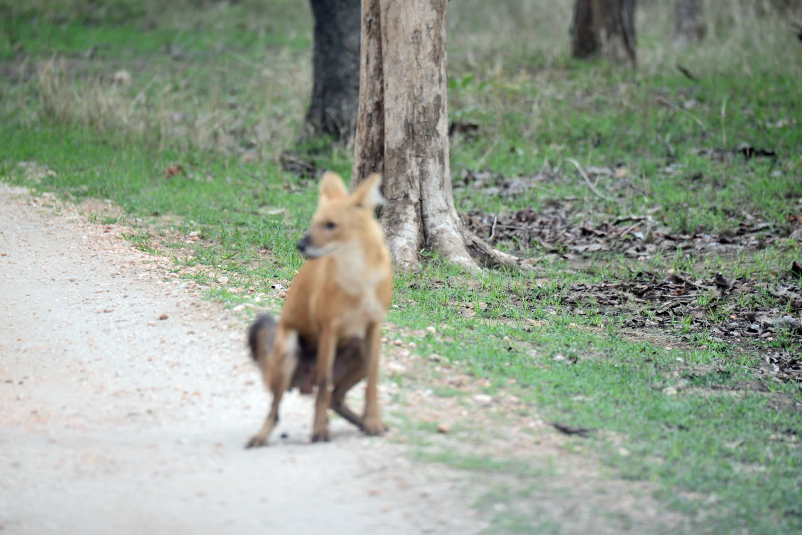 Dhole sitting on a forest road in Periyar National Park