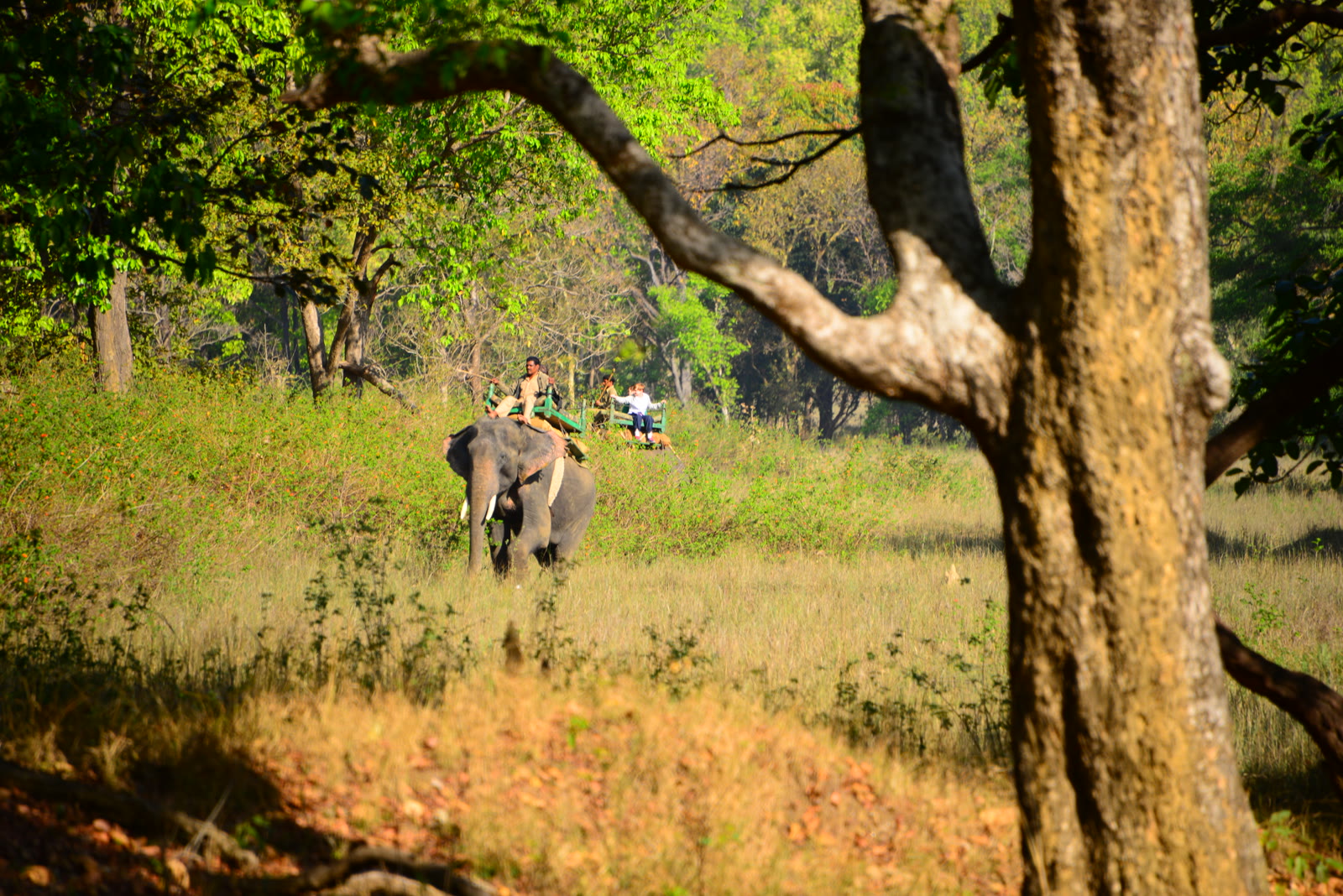 Elephant and mahout crossing a meadow in Manas National Park