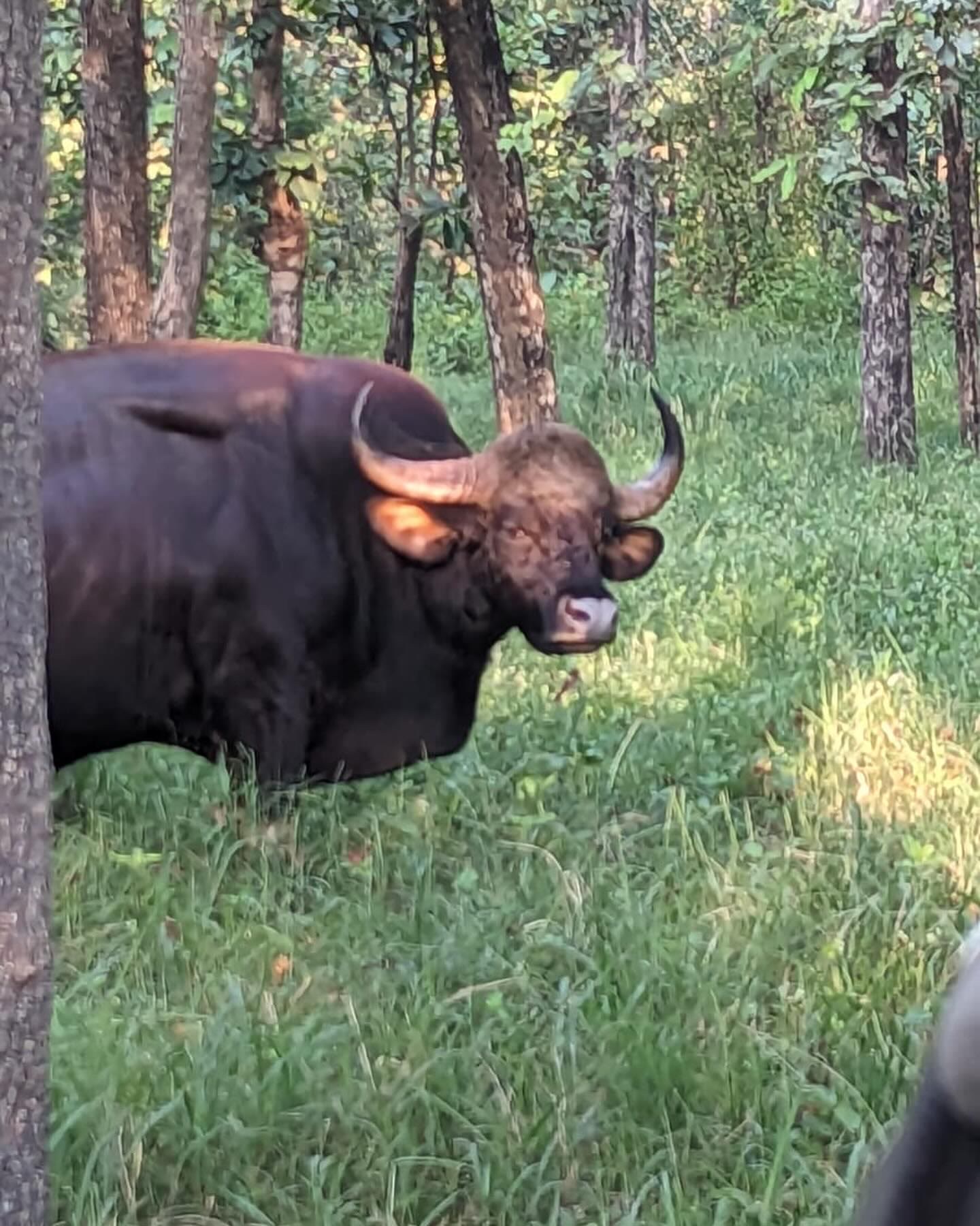 Gaur grazing at the edge of the forest in Manas National Park