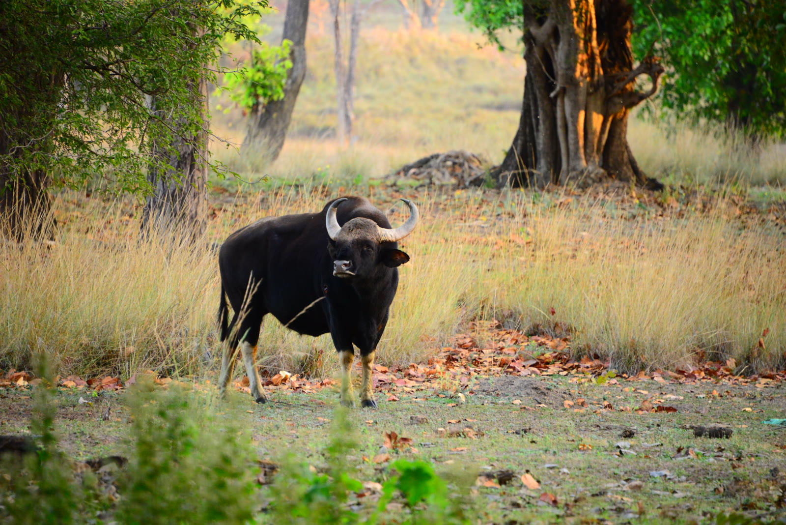 Gaur on a meadow in Kanha National Park