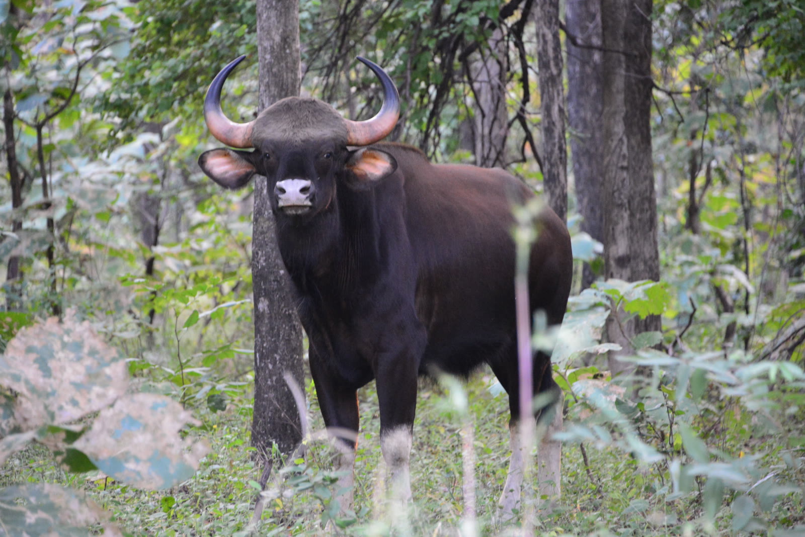 Gaur standing in the forest of Periyar National Park