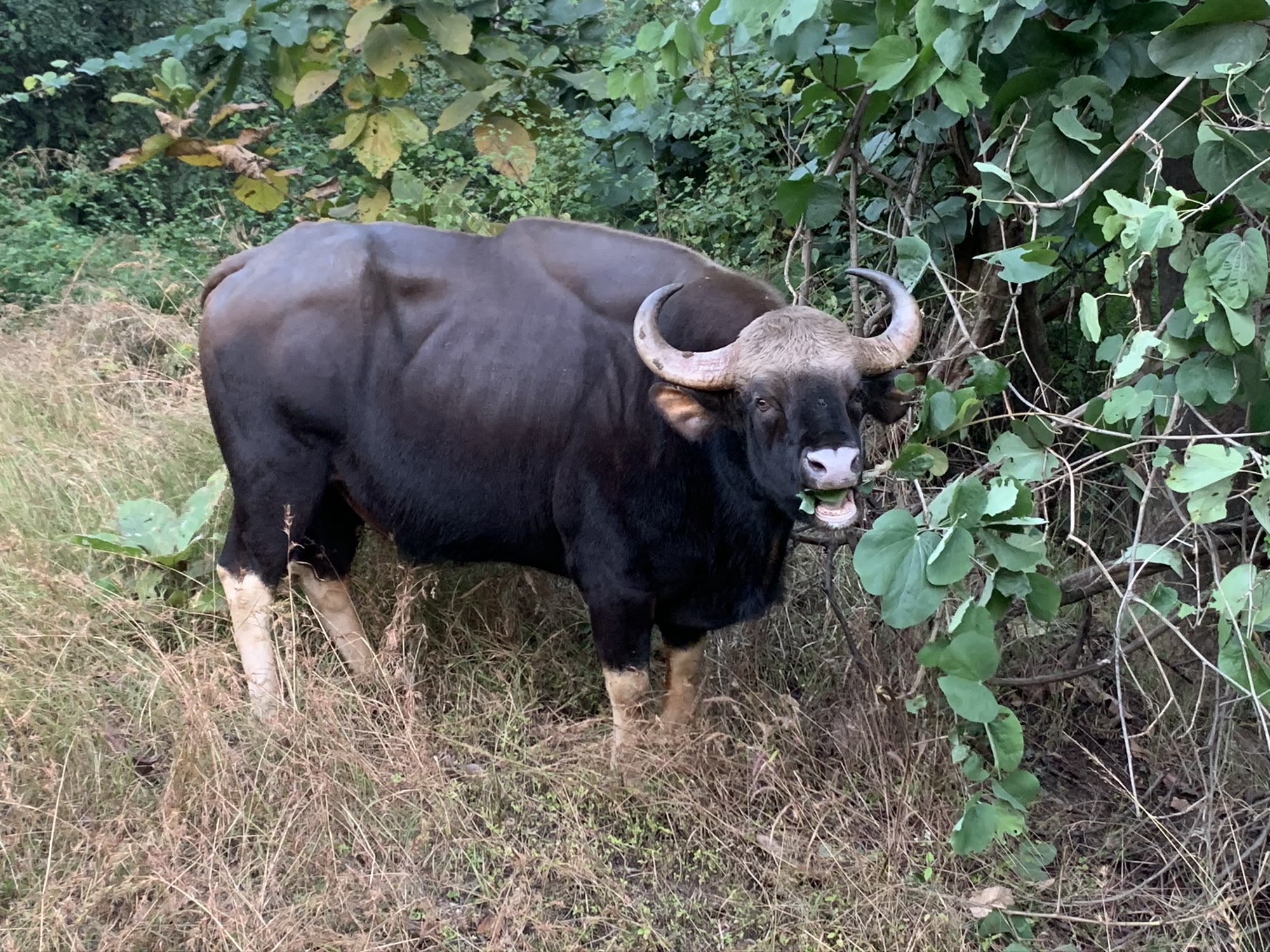 Gaur, the Indian bison, browsing at the forest edge in Pench National Park