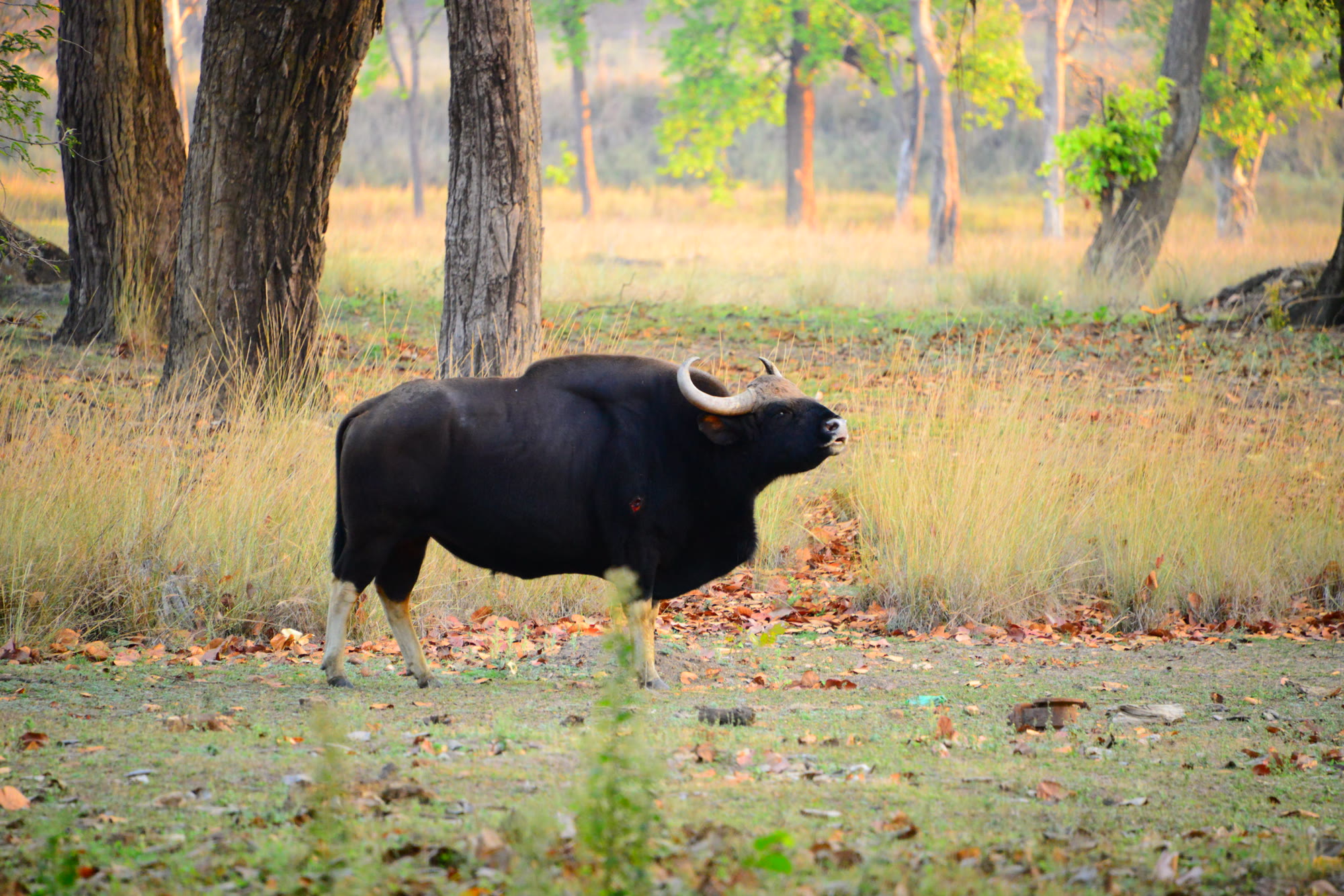 Gaur, the Indian bison, walking through the forest of Tadoba-Andhari Tiger Reserve