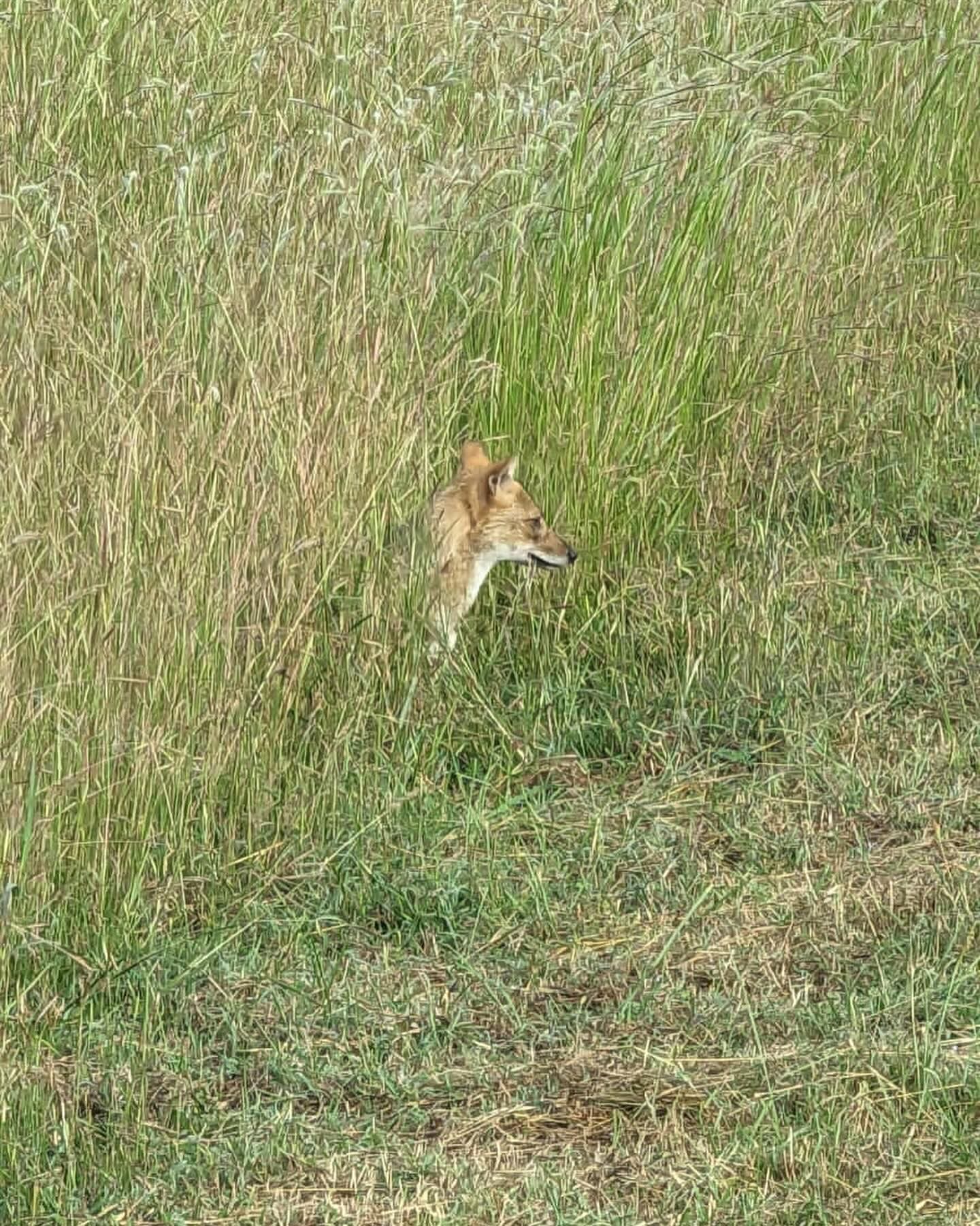 Golden jackal half hidden in tall grass in Bandhavgarh National Park