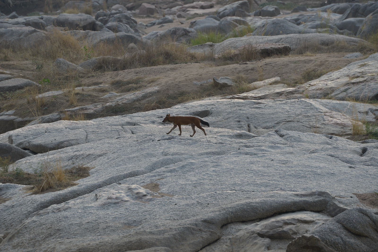 Golden jackal crossing open granite in Jawai Leopard Reserve