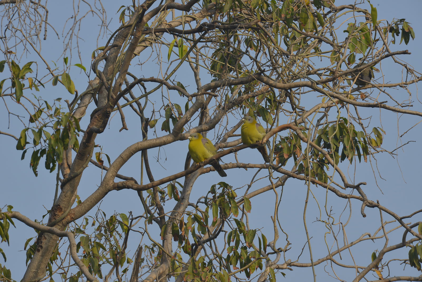 Yellow-footed green pigeons in a tree in Keoladeo National Park