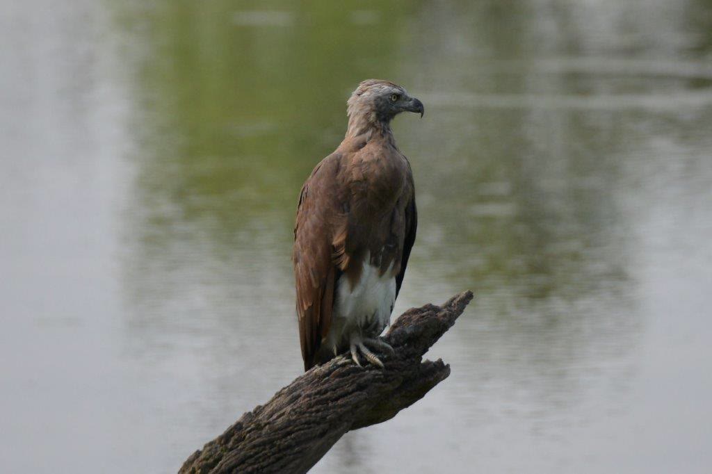 Grey-headed fish eagle perched above the water in Manas National Park