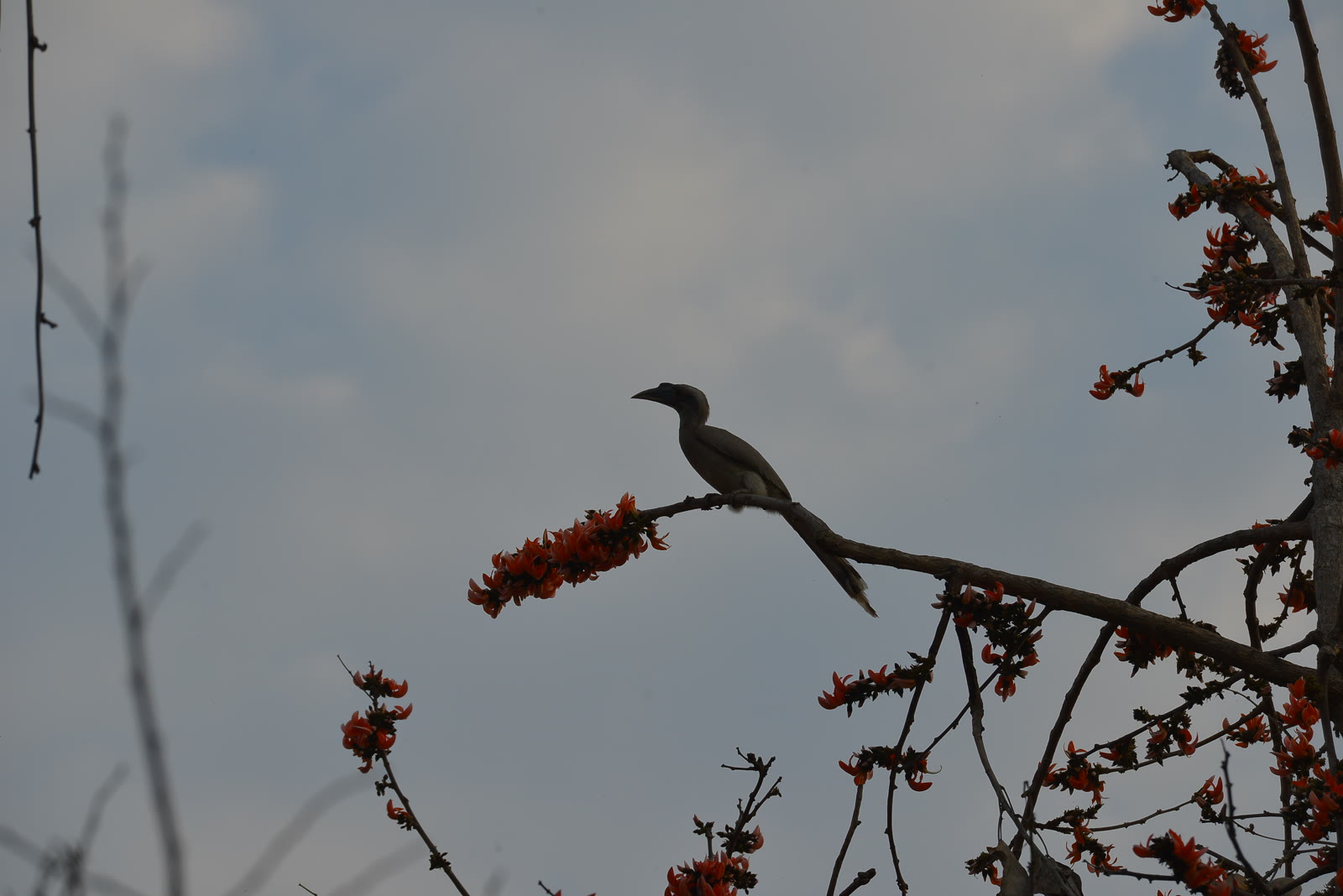 Indian grey hornbill on a flowering flame-of-the-forest tree in Tadoba-Andhari Tiger Reserve