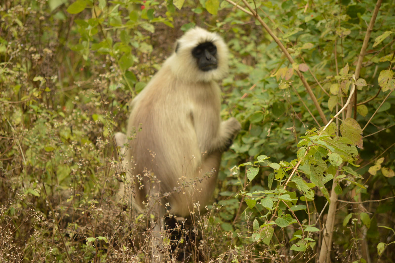 Grey langur in the undergrowth in Pench National Park