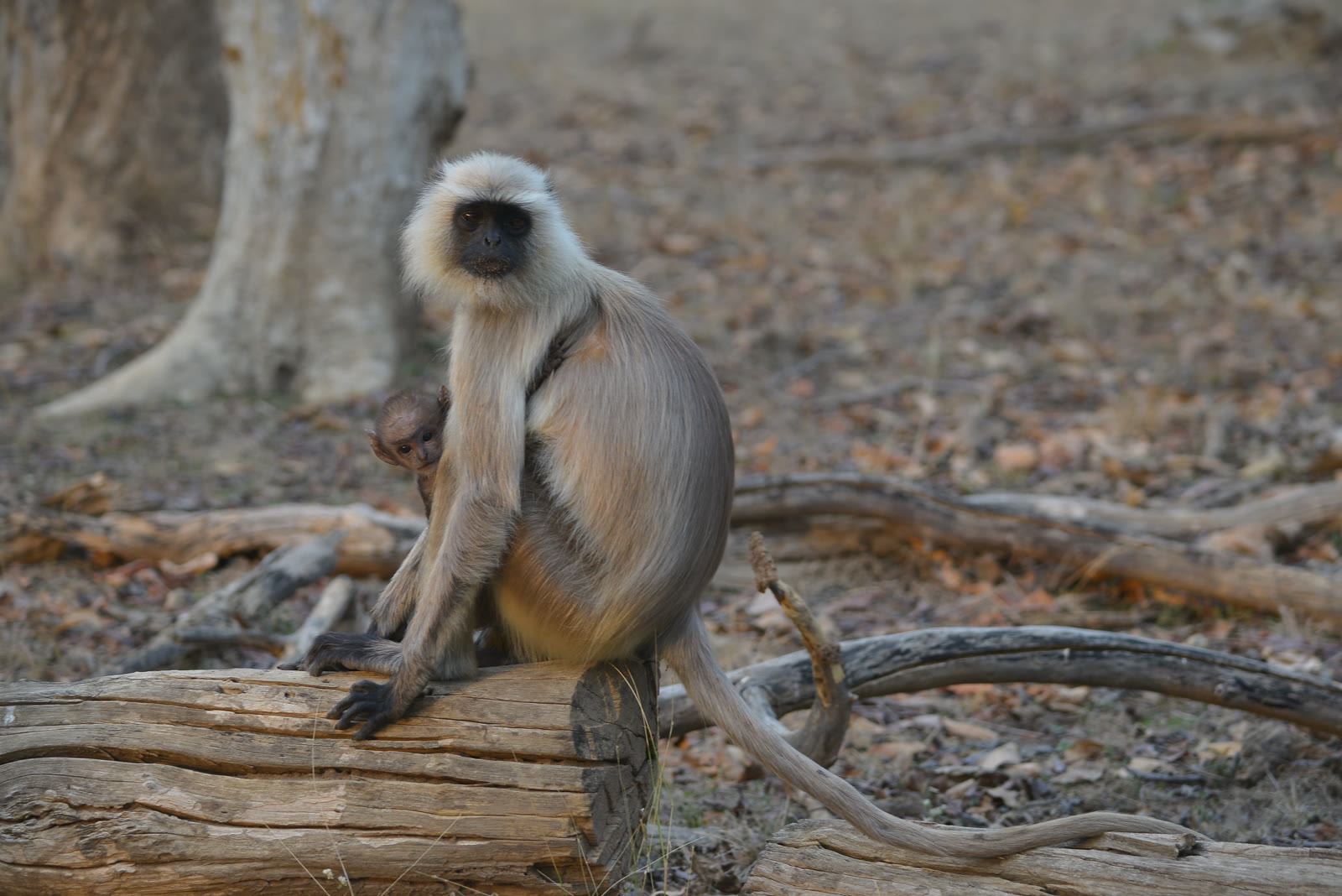 Grey langur sitting on a fallen branch in Sariska Tiger Reserve