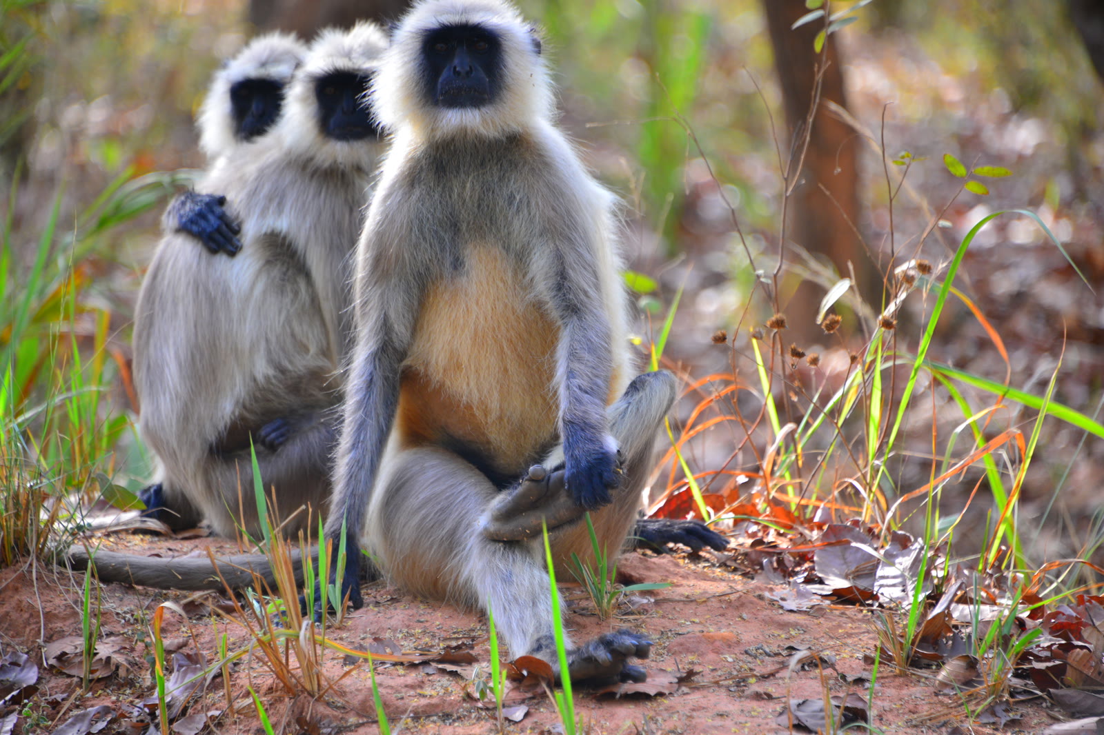Three grey langurs sitting together in Gir National Park