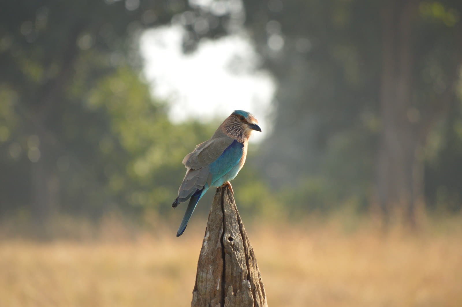 Indian roller perched on a post in Jim Corbett National Park