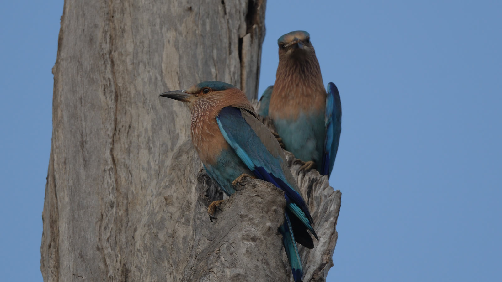 Pair of Indian rollers on a dead tree in Keoladeo National Park
