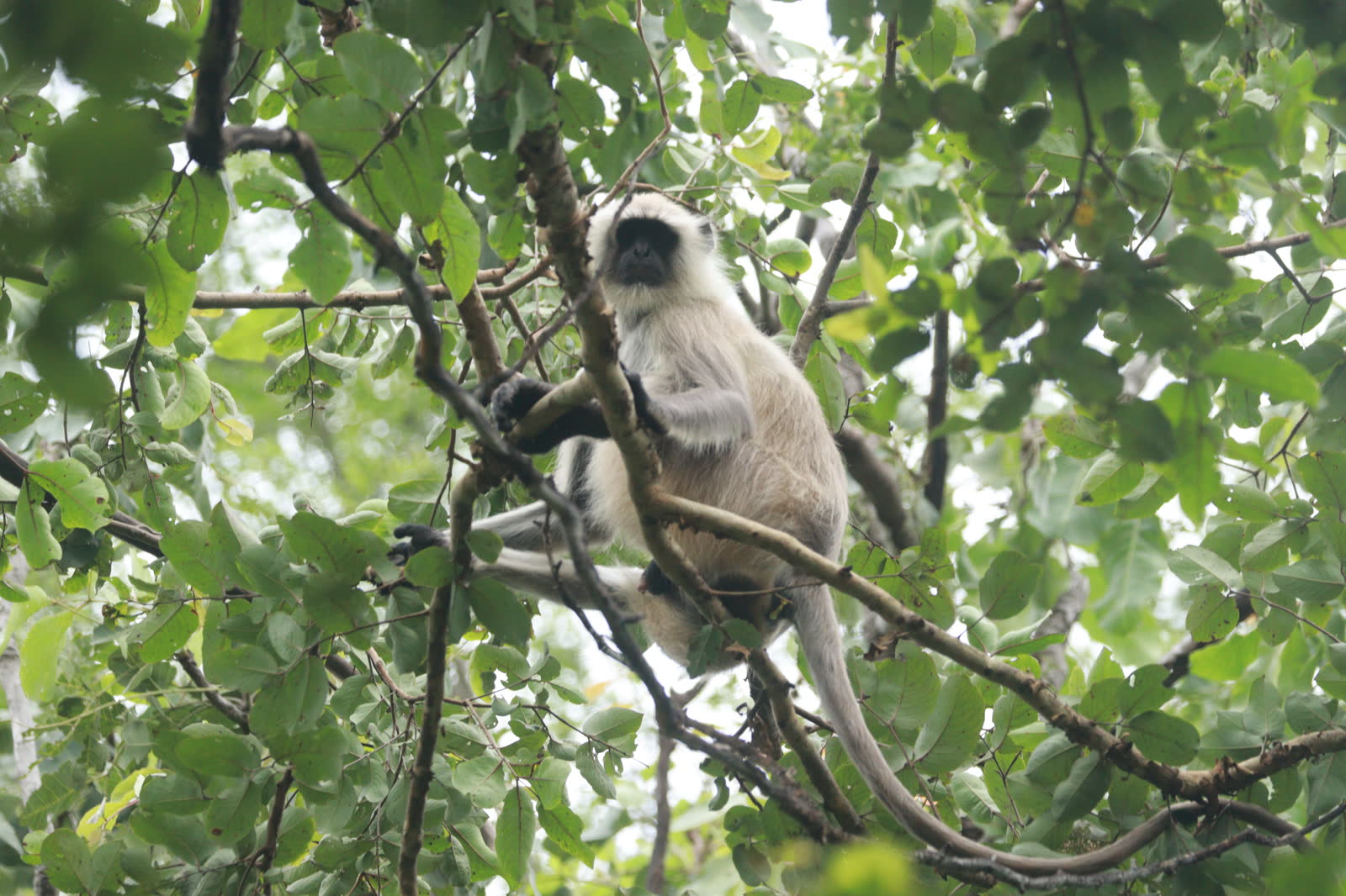 Grey langur looking down from a leafy tree