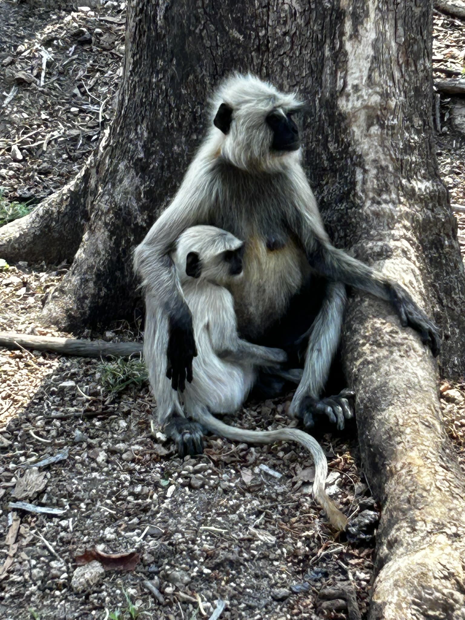 Grey langur mother with her baby at the foot of a tree in Satpura National Park
