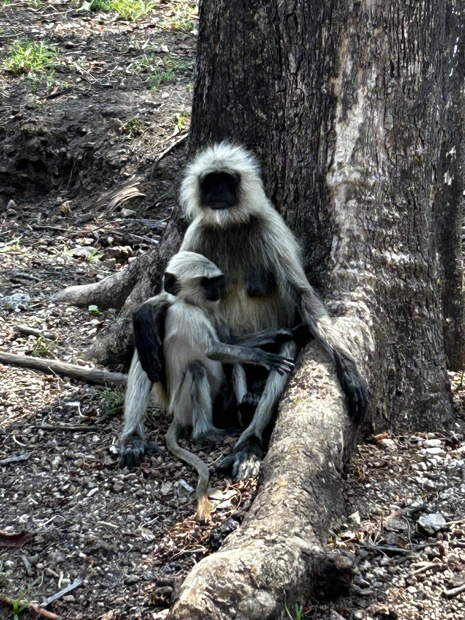 Grey langur mother and young at the foot of a tree in Satpura National Park