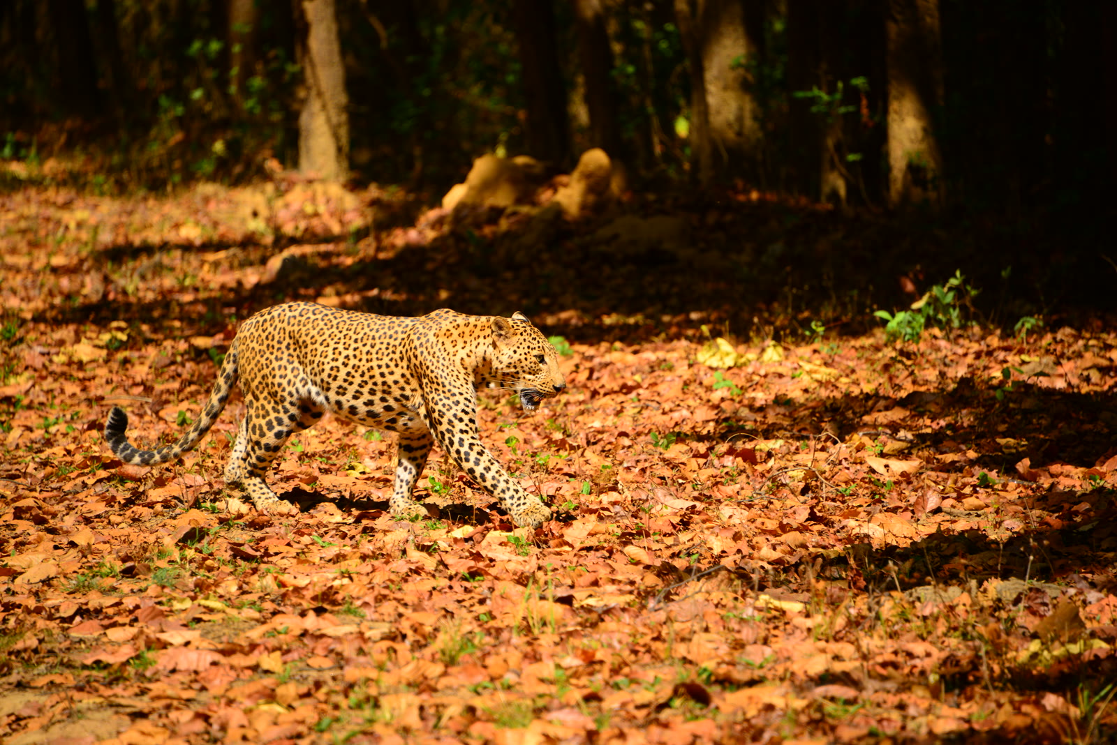 Leopard walking over fallen leaves on a forest track in Pench National Park