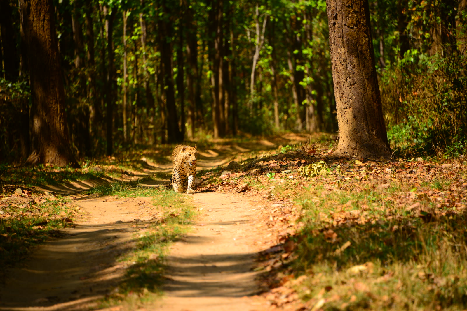 Leopard on a forest track in Nagarhole National Park
