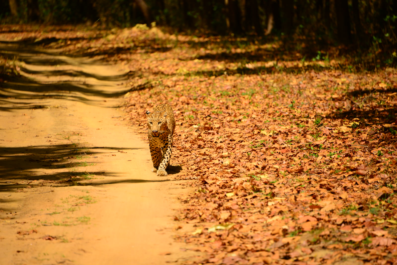 Leopard walking along a leaf-strewn track in Sariska Tiger Reserve