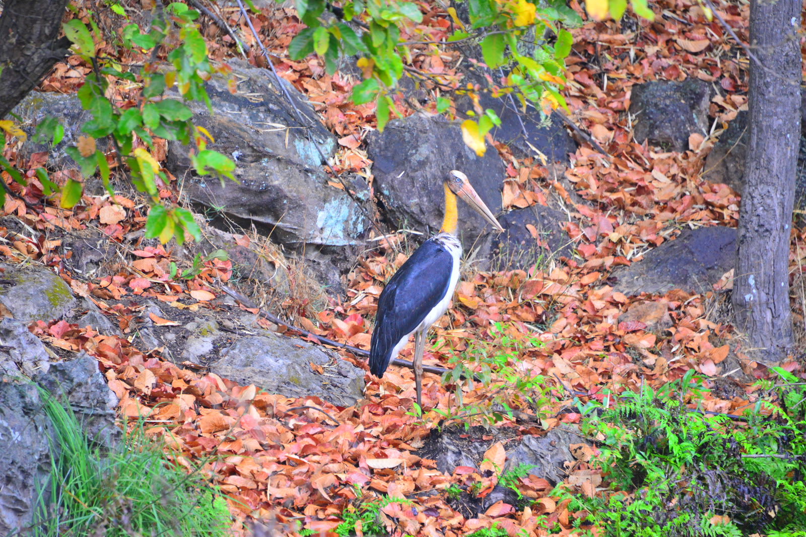 Lesser adjutant stork among fallen leaves in Dudhwa National Park