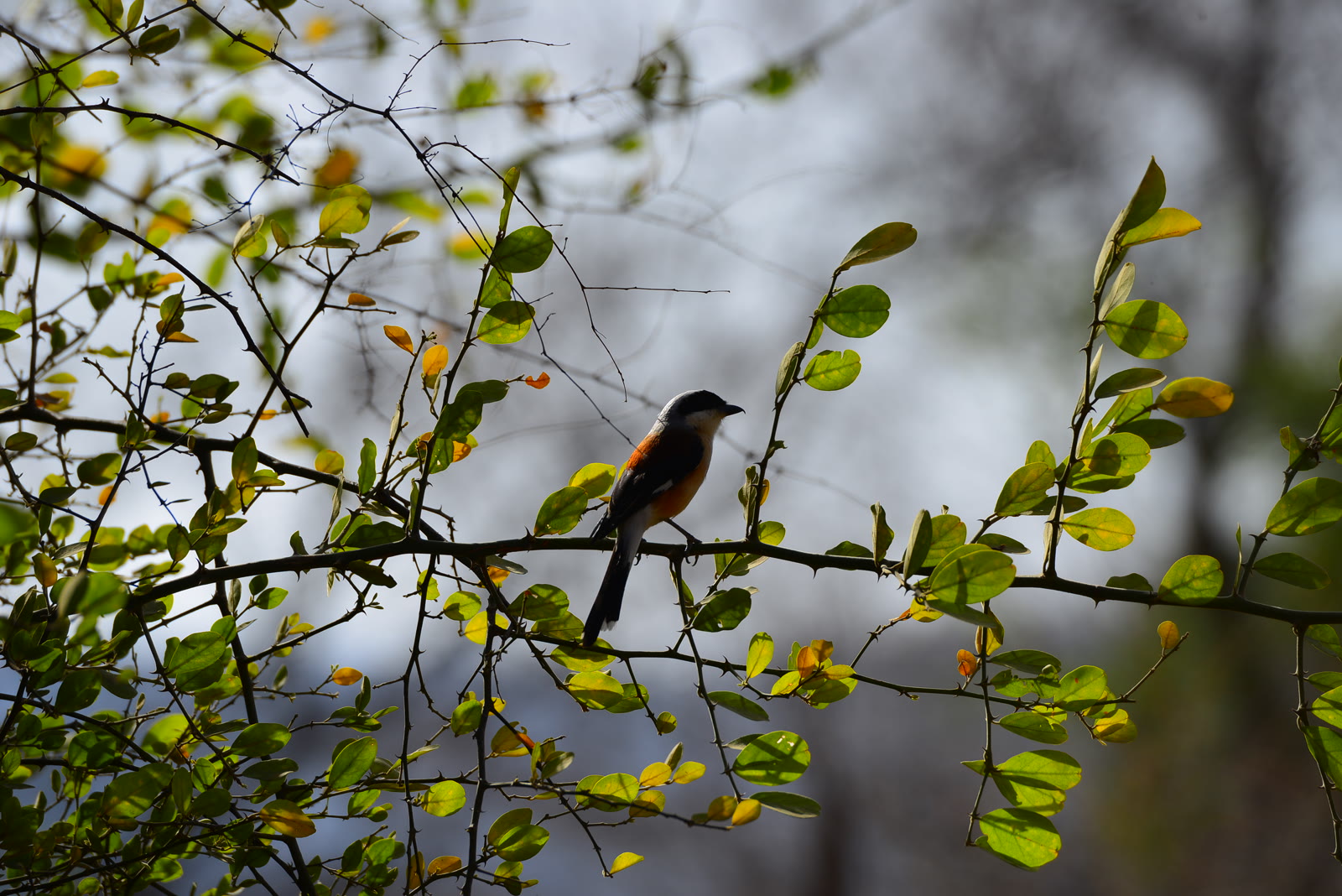 Long-tailed shrike on a leafy branch in Ranthambore National Park