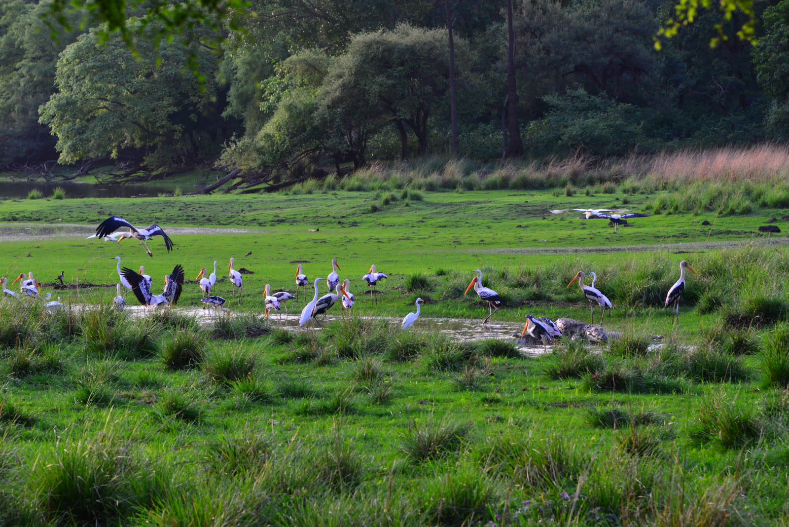 Painted storks and other waterbirds on the wetlands of Keoladeo National Park