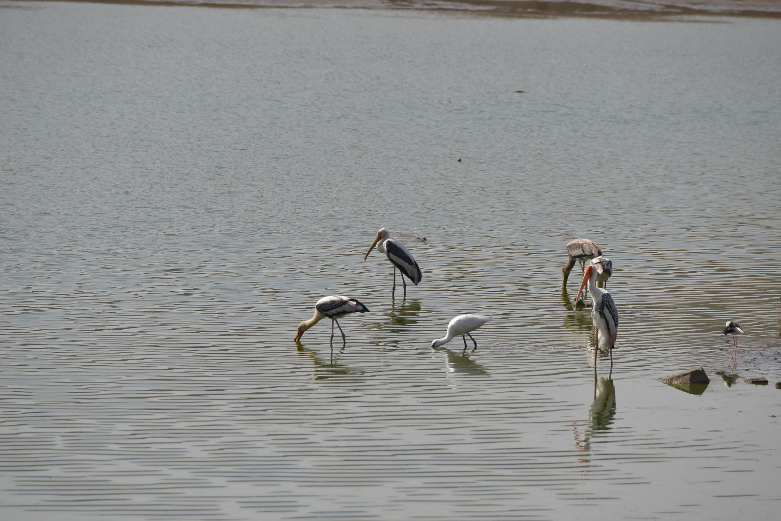 Painted storks and a spoonbill feeding at Jawai Dam