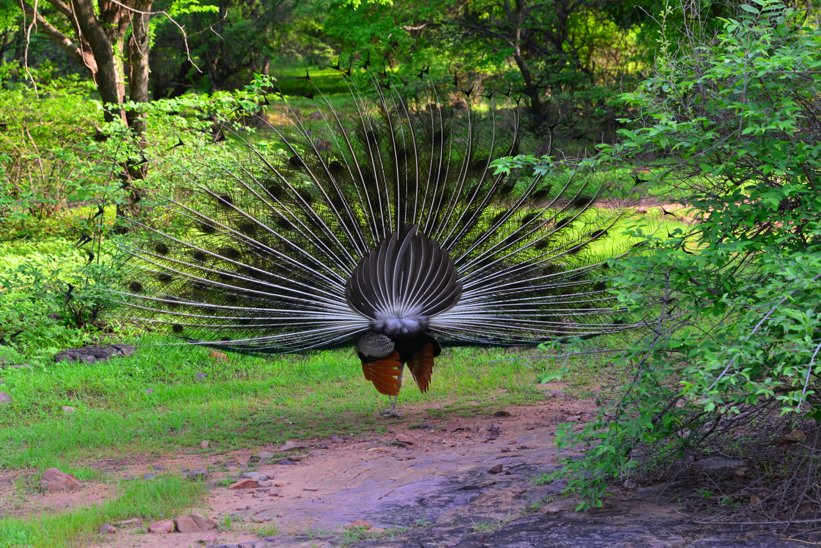 Peacock dancing with its train raised in Dudhwa National Park
