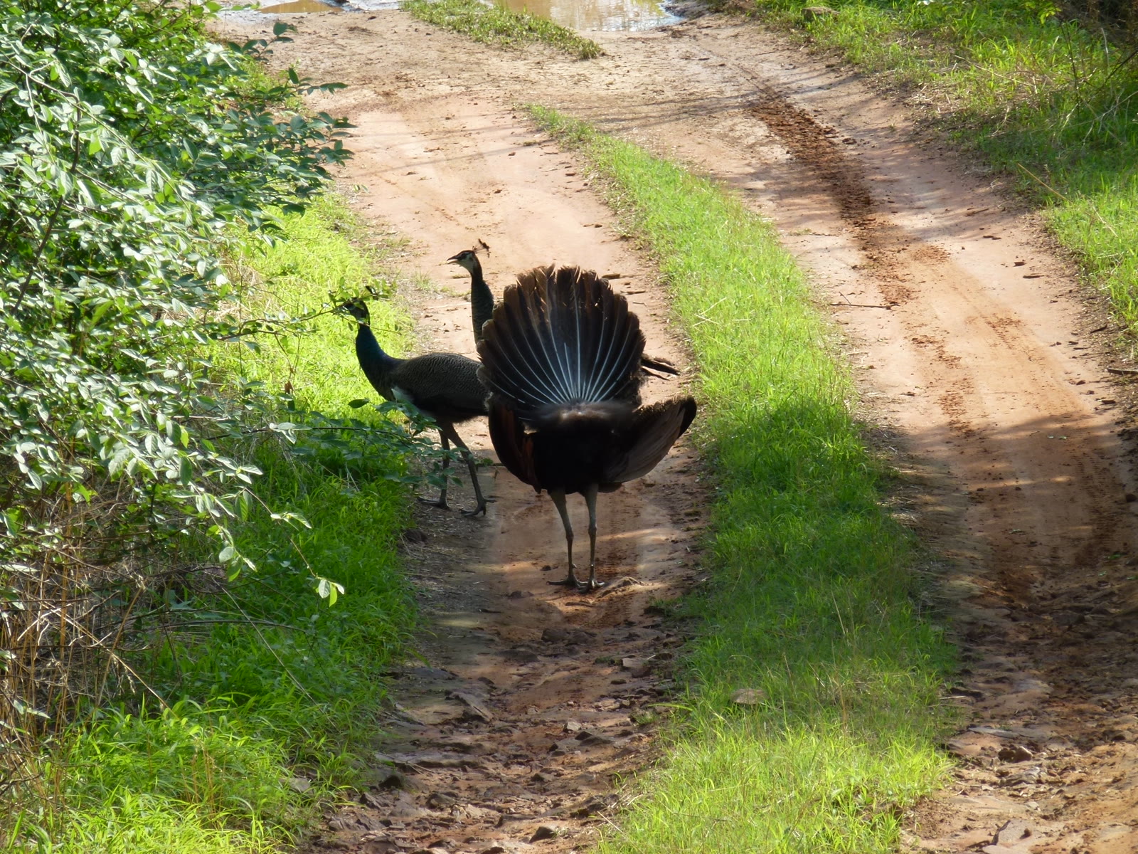 Peacock fanning its train on a forest track in Jim Corbett National Park