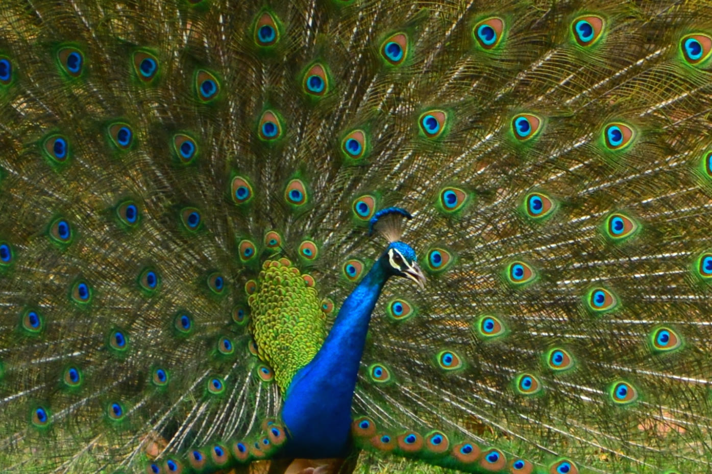 Peacock in full display in Gir National Park
