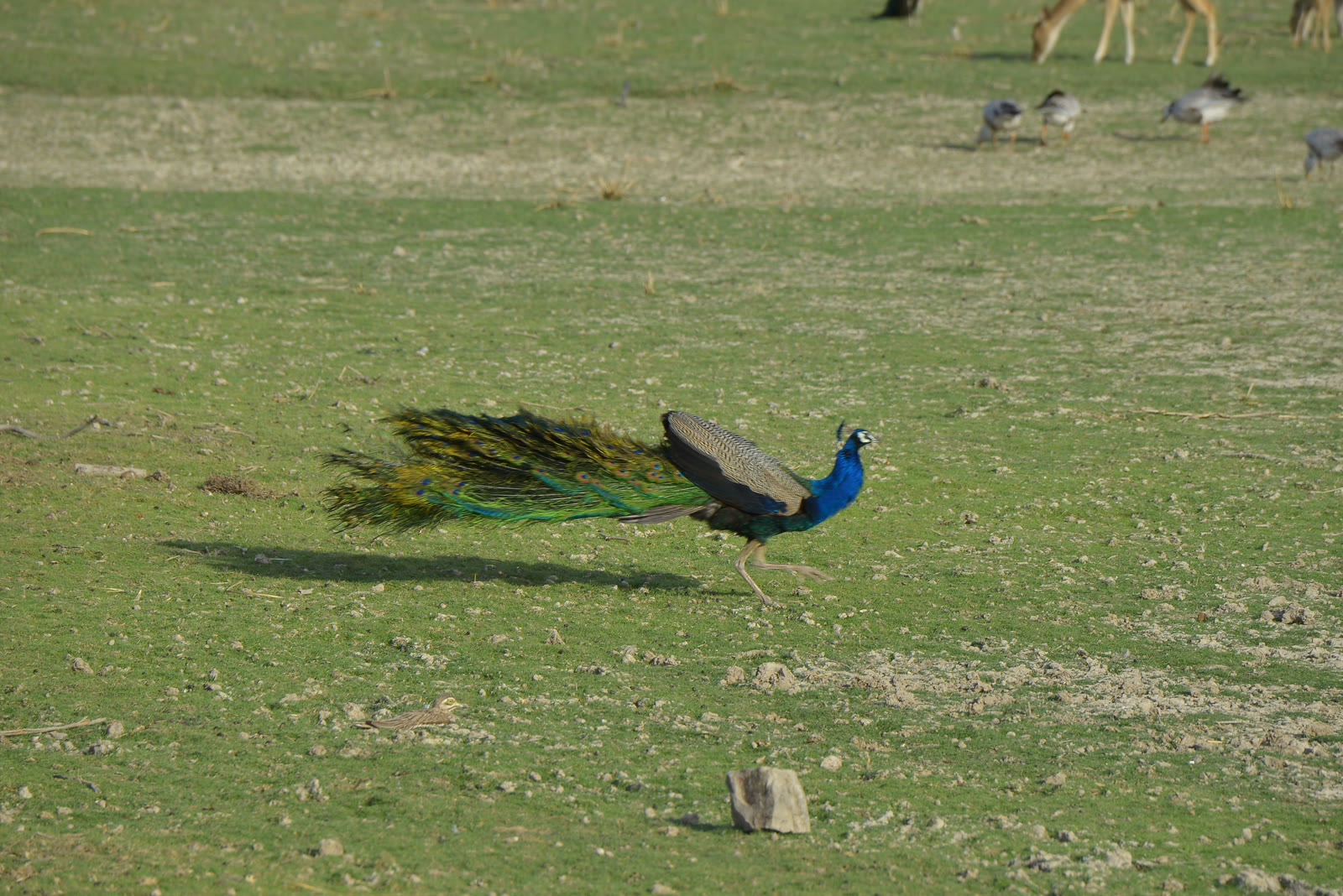 Peacock in flight across the grass at Jawai