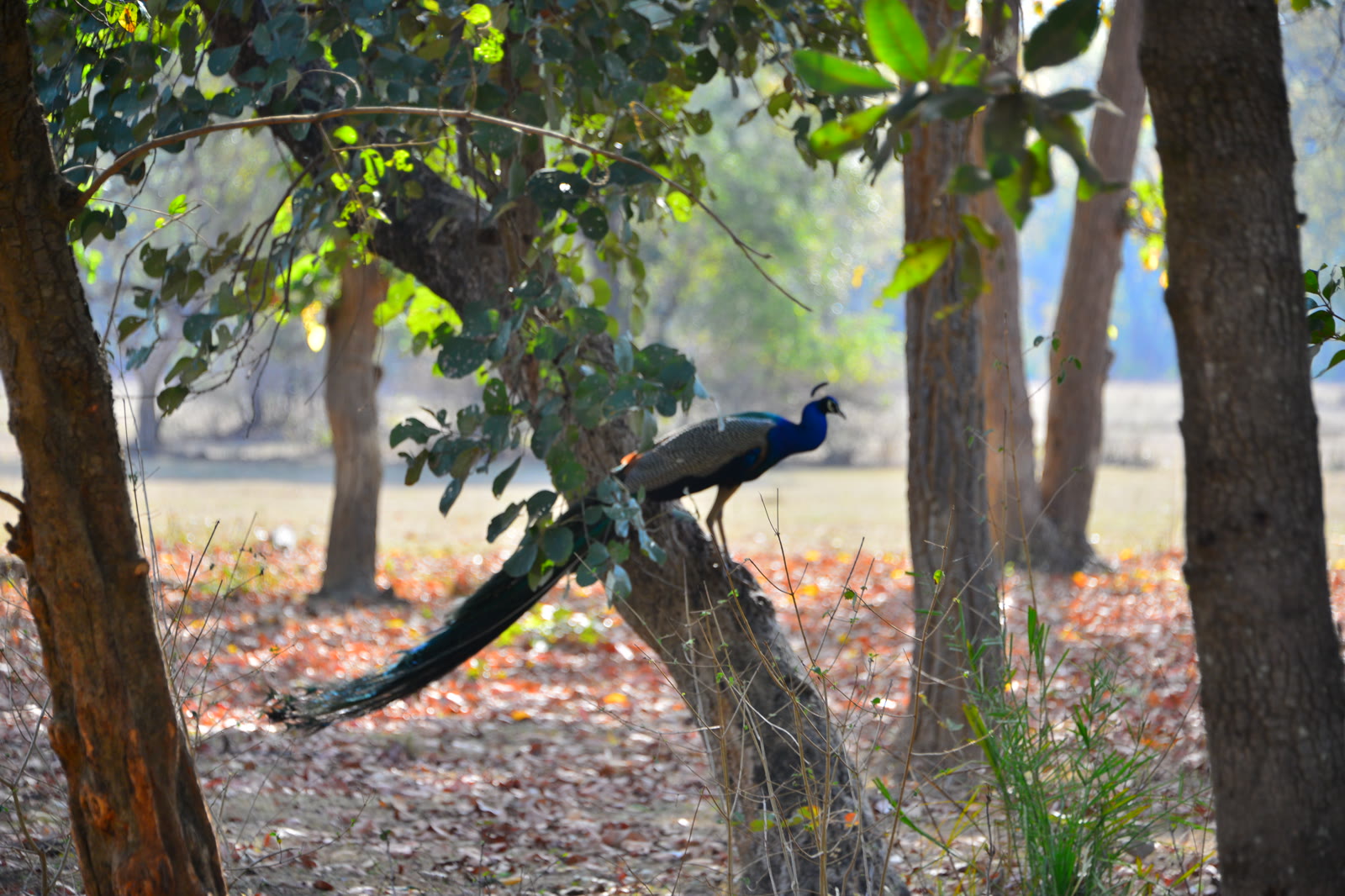 Peacock perched on a branch in Keoladeo National Park