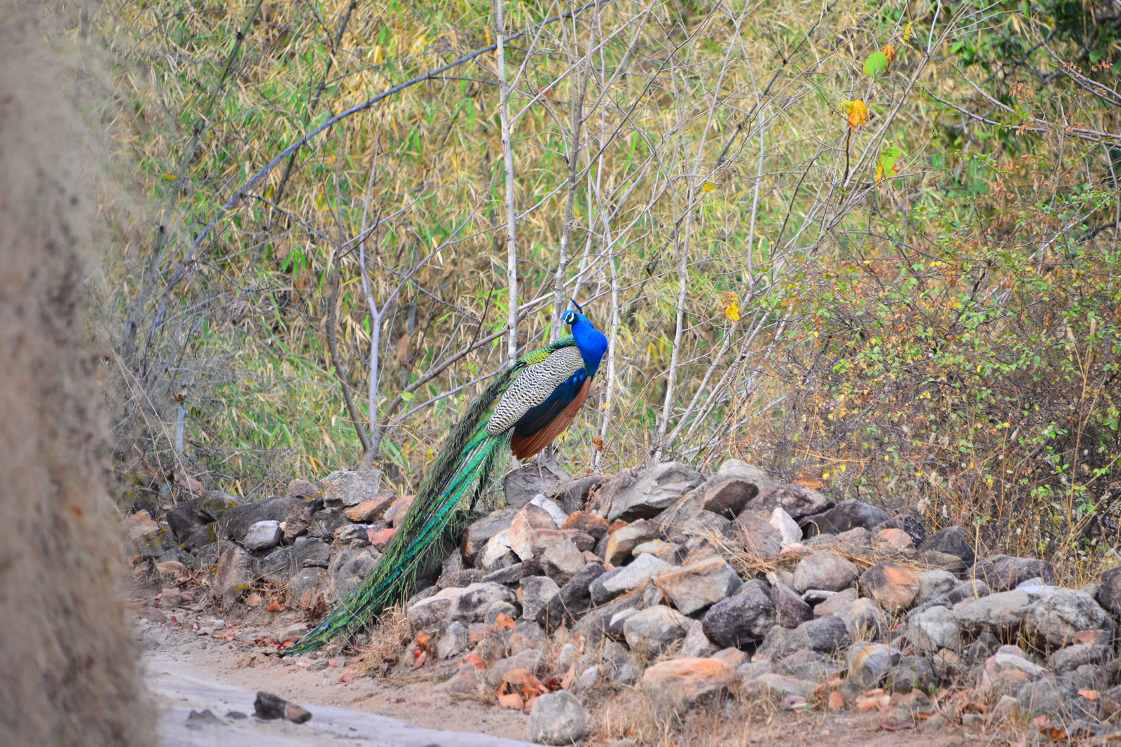 Peacock on rocks beside a stream in Dudhwa National Park