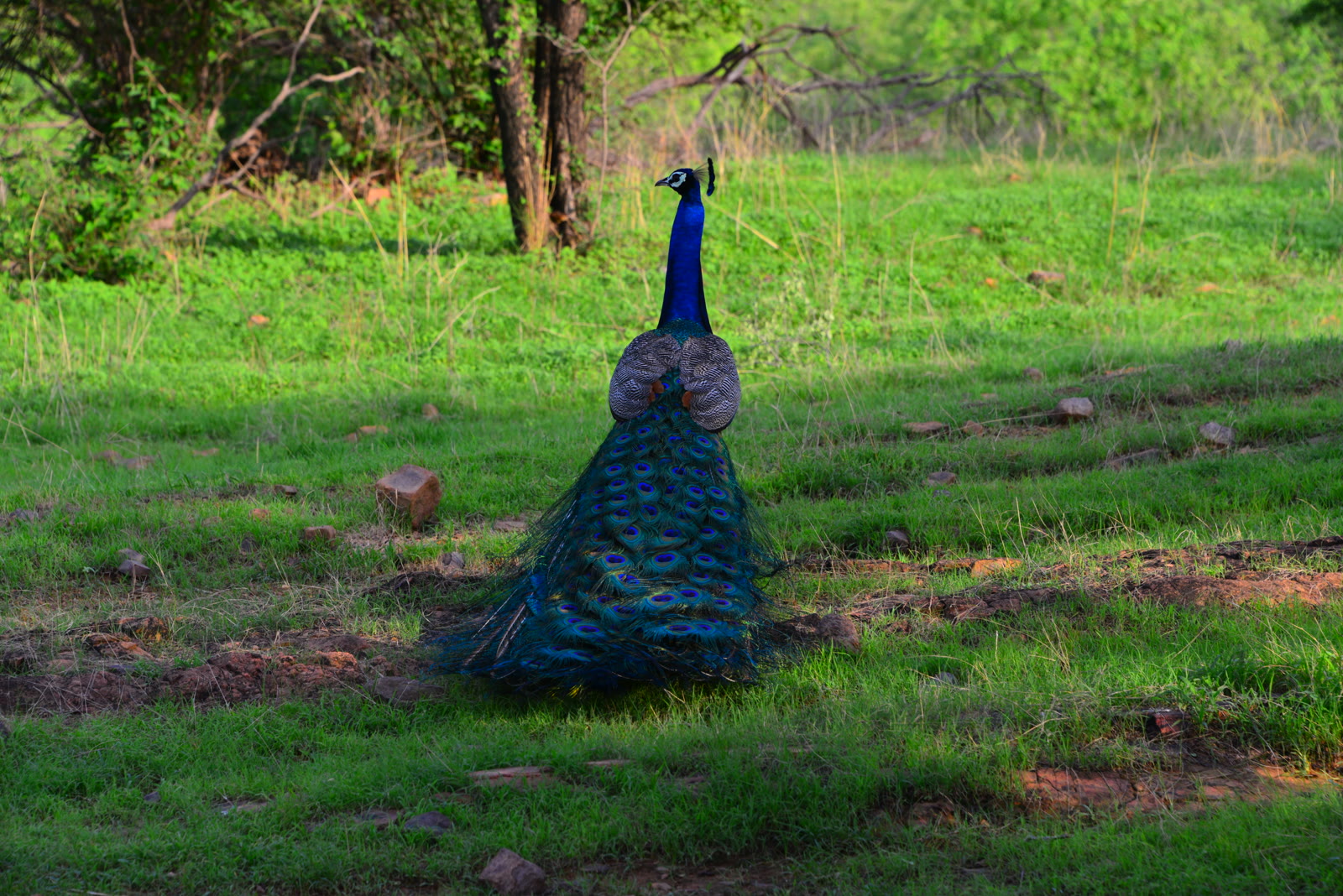 Peacock on a green clearing in Sariska Tiger Reserve