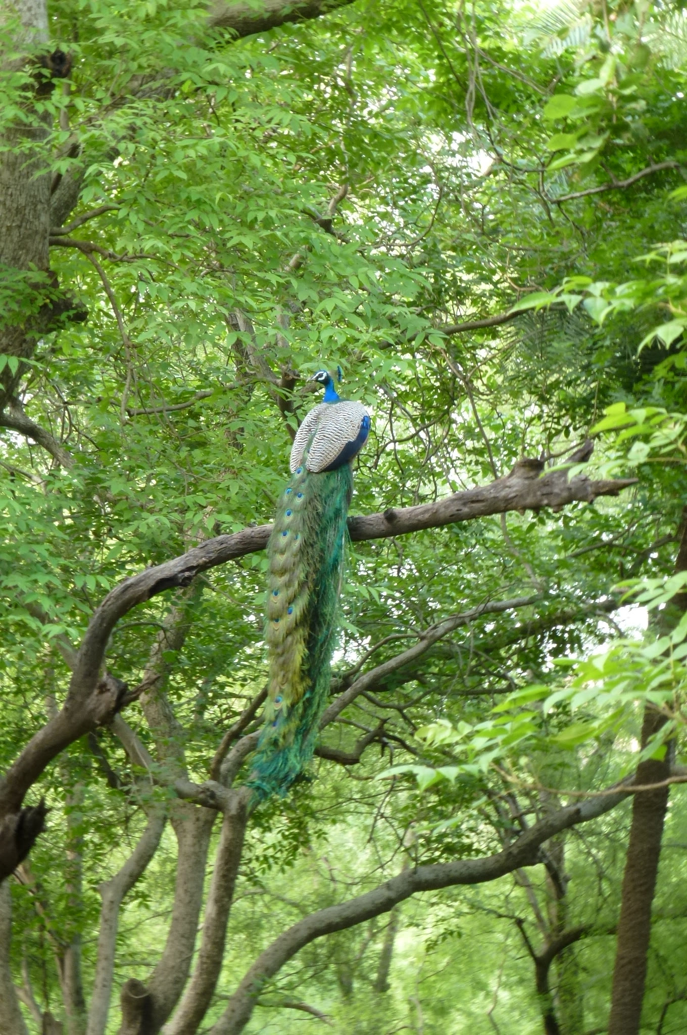 Peacock perched in a leafy tree in Manas National Park